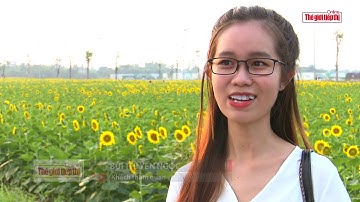 Rực rỡ cánh đồng hoa hướng dương