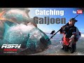 How to catch Galjoen!!! | Surf Fishing | ASFN Rock & Surf