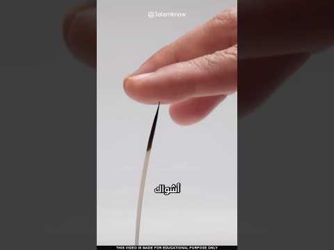 لماذا يطلق القنفذ أشواكه