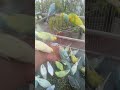 🛍️可愛さ爆発！日本で買えるインコおもちゃ🐦💫