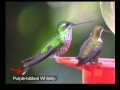 The Diversity and Evolution of Hummingbirds by Joseph Morlan