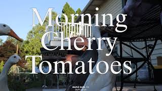 Morning Cherry Tomatoes by Homestead in the Burbs 10 views 2 days ago 2 minutes, 27 seconds