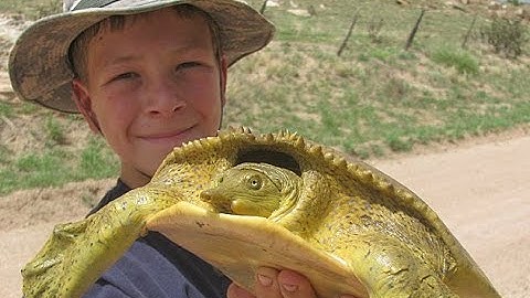 Catching Softshell Turtles!