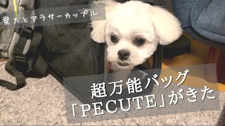 【コスパ最強】pecuteの変形する犬用キャリーバッグが万能すぎる件【マルチーズ×ペキニーズ】