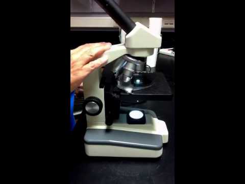 복합 현미경 사용 방법