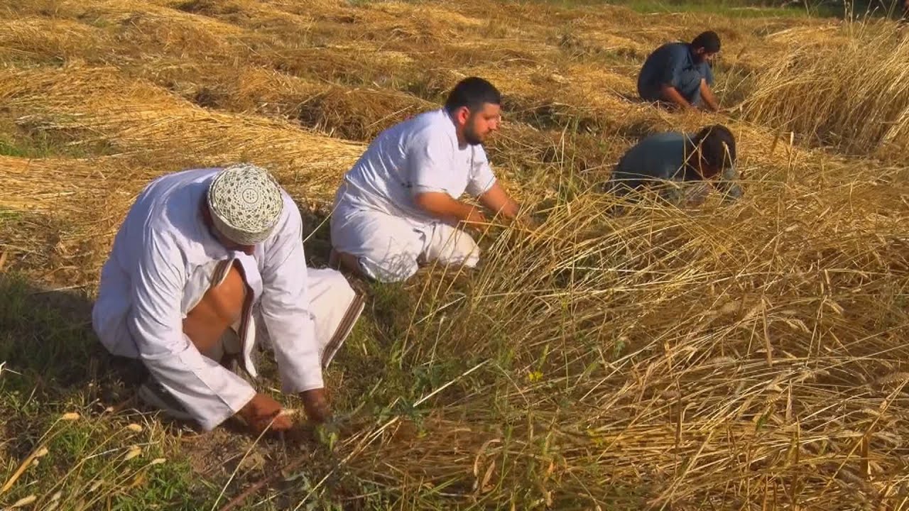 موسم حصاد محصول القمح بولاية الحمراء 2023 م Sultanate of Oman