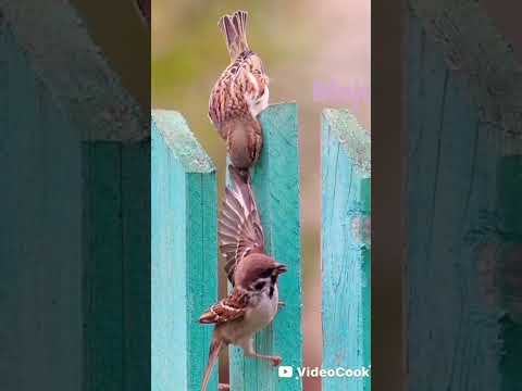 طاير يا هوا ماجد المهندس بصوت مجد 