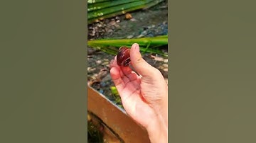 Tất tần tật về ốc táo