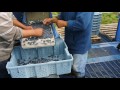 Sorting Blueberries into Lugs on the Picking Machine