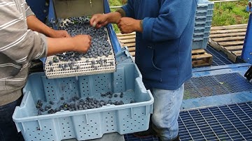 Sorting Blueberries into Lugs on the Picking Machine