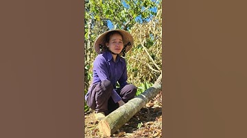 Vườn cây tiền tỷ bị chặt phá hai đêm liên tiếp ở Gia Lai