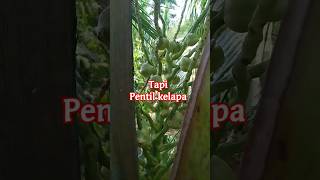 Pentil kelapa