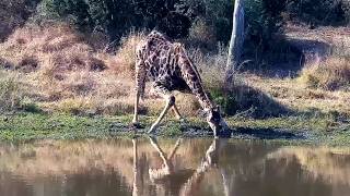 Giraffe has a drink at Djuma Cam 5/7/26