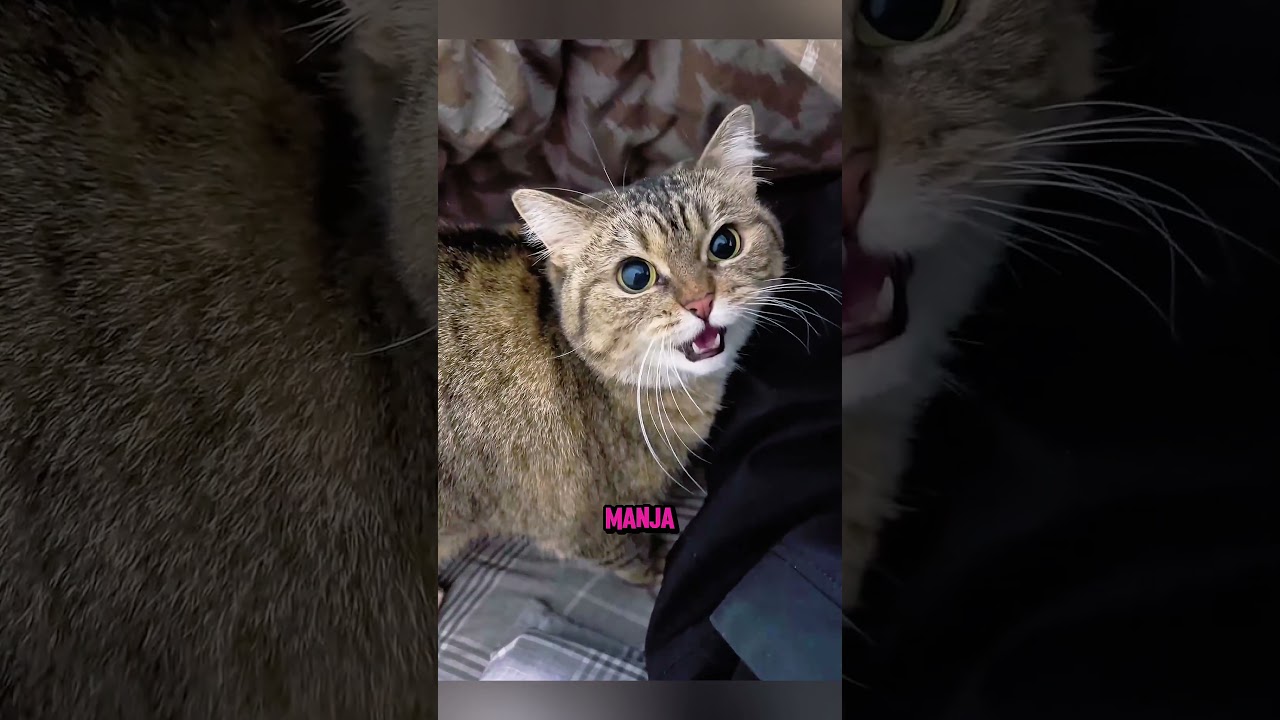 😻 Kucing Ini Langsung Lari Saat Diajak Tidur Bareng! #shortsviral #catlovers