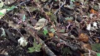 Beech drops- A plant with no chlorophyll