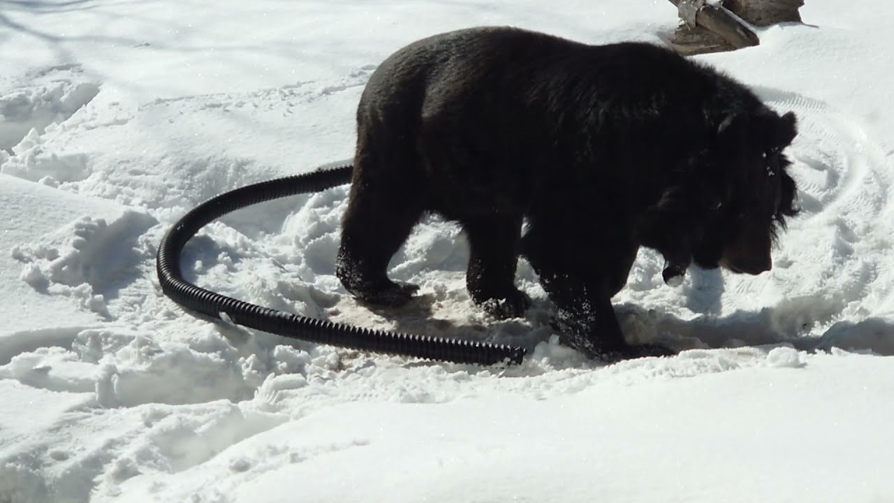 2021.4.5 レッサーパンダ ホクト＆円山動物園 ヒマラヤグマ ミナミの訃報 - 札幌市円山動物園 レッサーパンダ, image size:1280x720