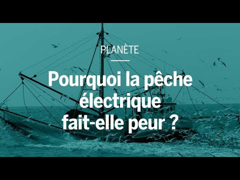 Pourquoi la pêche électrique fait peur