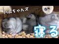 新しいお家で眠ってくれたハムちゃんズ動画です。眠くなる動画かと思いますのでみなさんお休みなさい（´-`）.｡oO飼い主はまだ寝ません！！