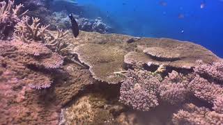 Mayotte sous l’eau - Passe en S