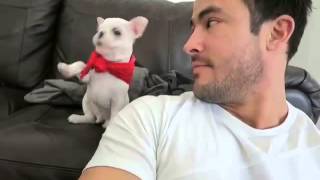 Cute Frenchie Puppy With A Red Bandana !