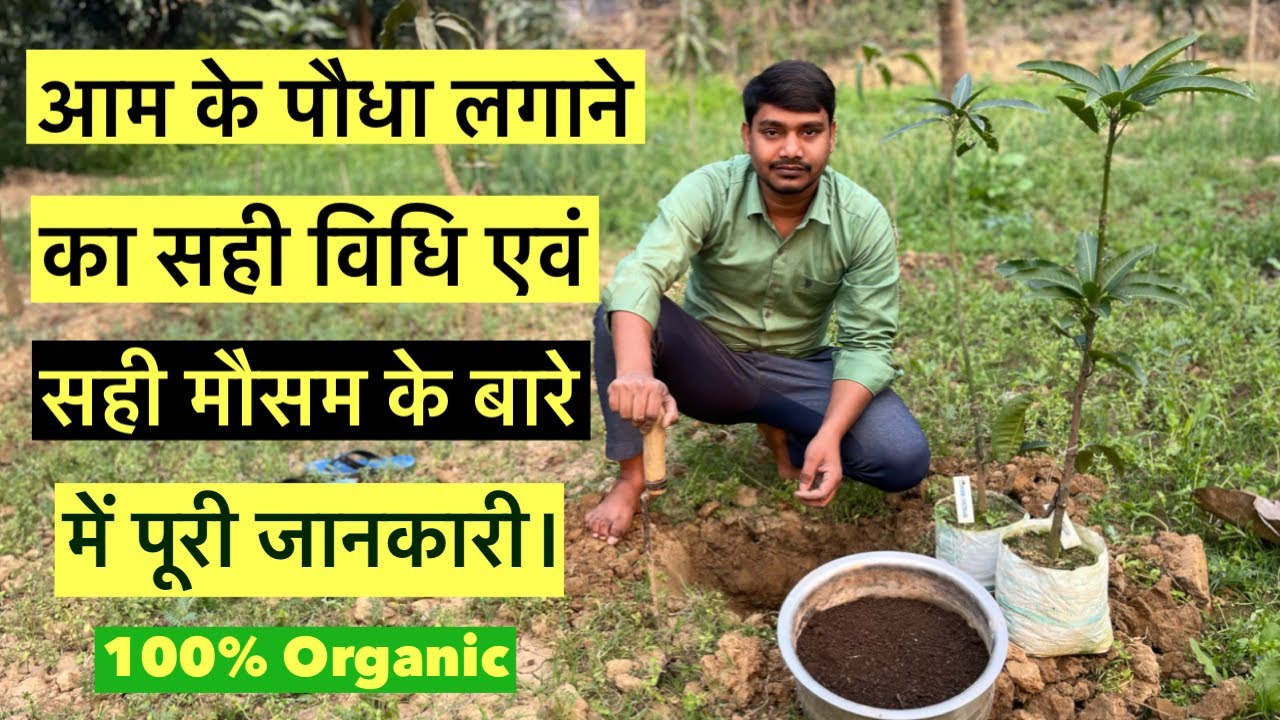 आम के पौधा लगाने का सही विधि एवं सही मौसम के बारे में पूरी जानकारी।#mangotree #indian_nursery_tips