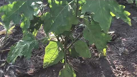 Mus teb thiab mus saib qaib nawb