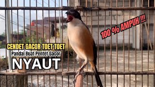 burung cendet gacor NARUNG BONGKAR ISIAN PANCINGAN CENDET AGAR BUNYI bikin BURUNG PENTET GACOR NYAUT