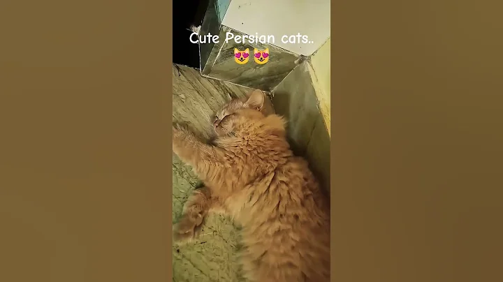 Video 11871511: persiancat persians, persiancat cats funnycats, persiancat cat cute, adorable cats