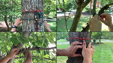 4 panel view of TreE-Z® Wrap