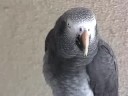 Where the Wild Greys Are — Grey Parrot Conservation, Part 1 of 3 Where the Wild Greys Are — Grey Parrot Conservation, Part 1 of 3