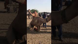 ​أقوى سباقات الهجن في الخليج (खाड़ी देशों की सबसे शक्तिशाली ऊँट दौड़)