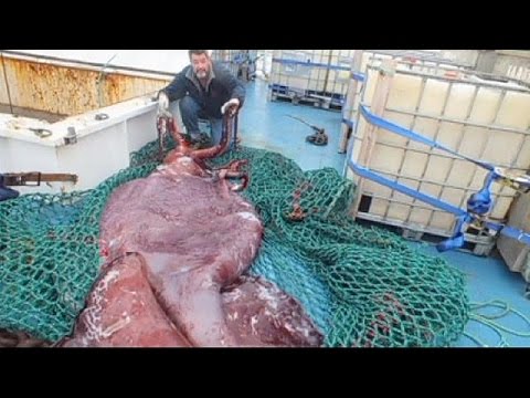 Seltener Koloss Kalmar Begeistert Wissenschaftler Youtube