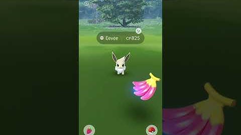 caught high cp dhiny ✨ eevee in wild #pokemon go #eevee community day