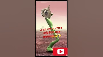 Thumbnail of dill ka maria. #patlikamariya #song #shortvideo #billibolimeow #cat #cuteanimal #cutecat #cut