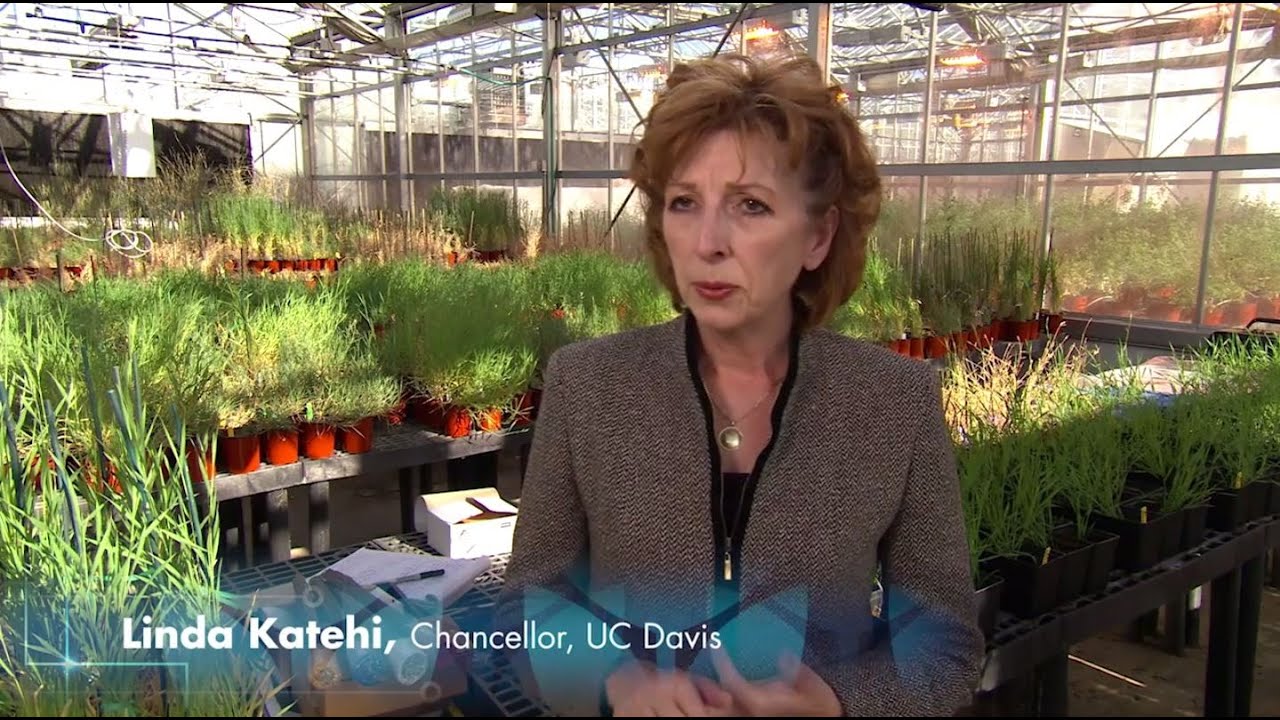 Chancellor Linda Katehi discusses the Innovation Institute for Food and Health