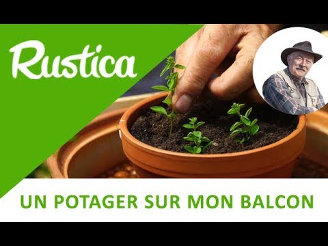 Vidéo: Propagation des boutures d'origan : comment planter des boutures d'origan