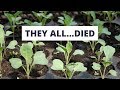 4 Reasons All My Seedlings Died