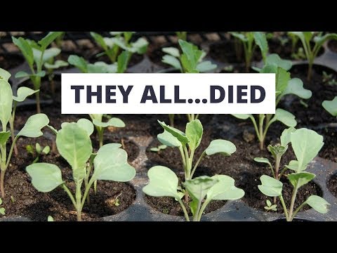 Video: 15 Plants To Include Seedlings In Your Diet