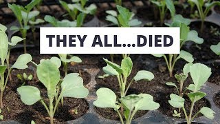 4 Reasons All My Seedlings Died