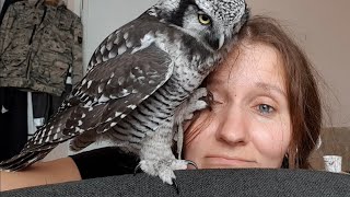 Kiss, grab, bite from an owl to the face