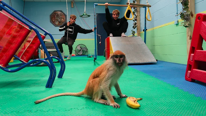 GYMNASTICS WITH A MONKEY!