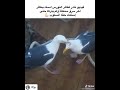 الحق مايضيع