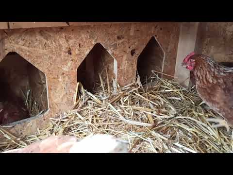 Kokošinjac uradi sam - DIY Chicken house