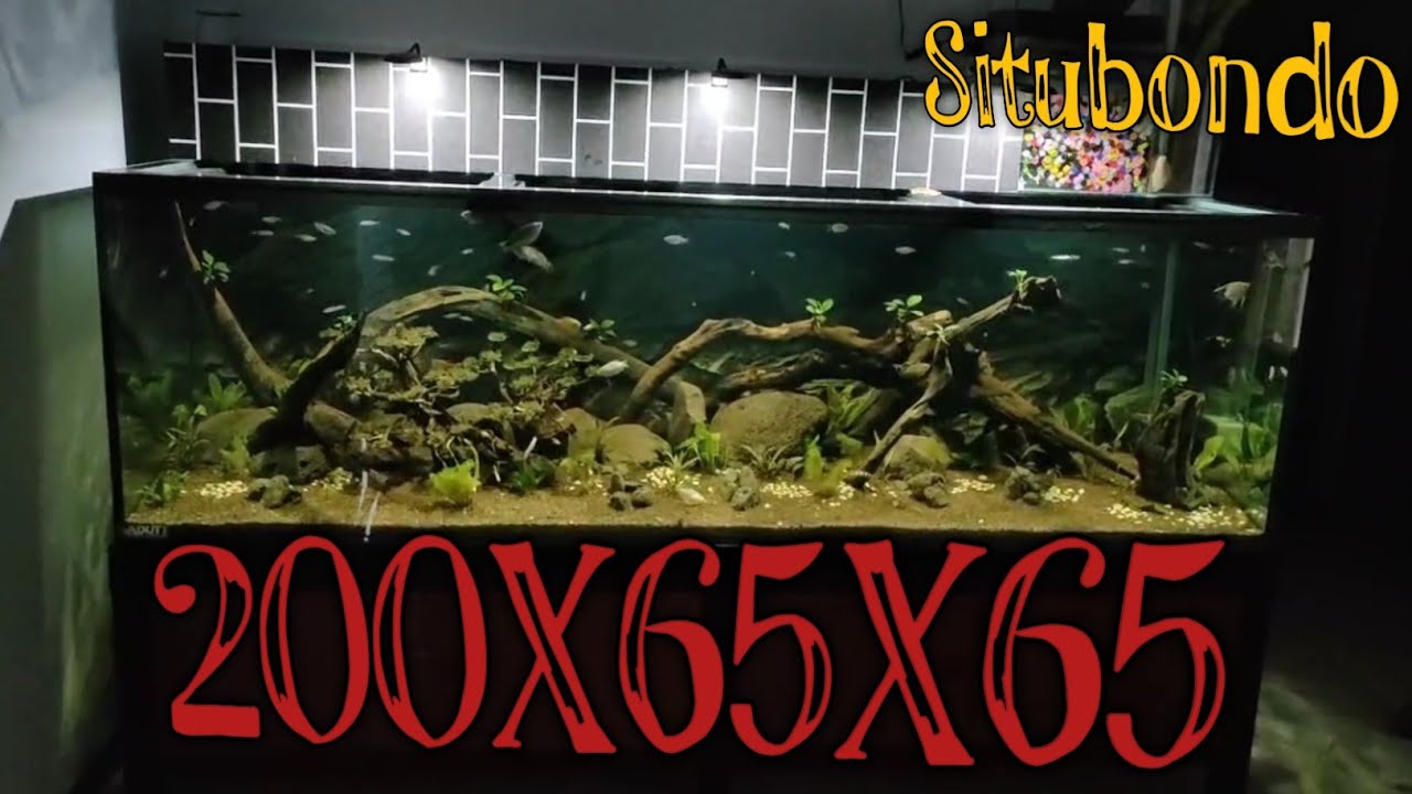 CARA MEMBUAT AQUARIUM 200X65X65❗TEBAL KACA 12MM