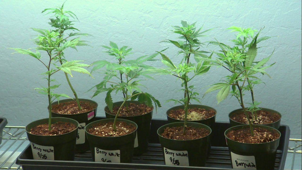 Oakland Cannabis Rules I KQED Newsroom
