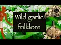 Wild garlic folklore foraging and magic