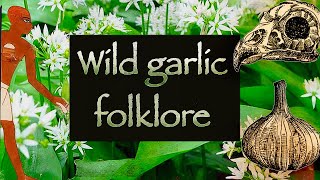 Wild Garlic: Folklore, Foraging, and Magic