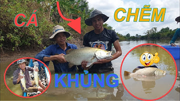 Bắt CÁ CHẼM SIÊU TO KHỔNG LỒ Ở MIỀN TÂY, THUỐC CÁ VUÔNG TÔM - TẬP 2 - ĐAM MÊ DÂN DÃ Vlog