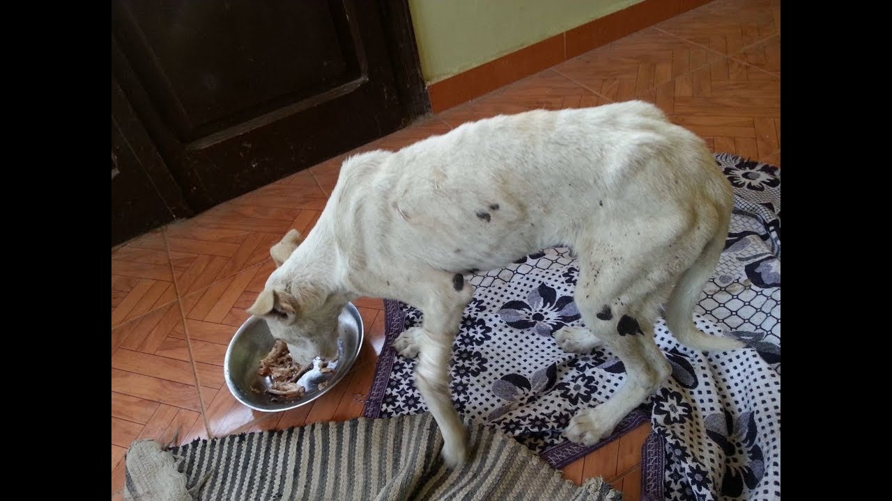 egyptian baladi dog breed