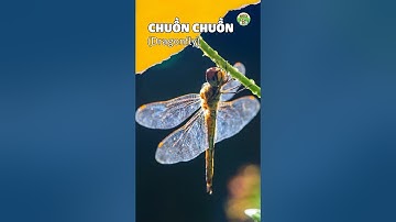 Dragonfly l Con chuồn chuồn #animals #fly #facts #insects #trending